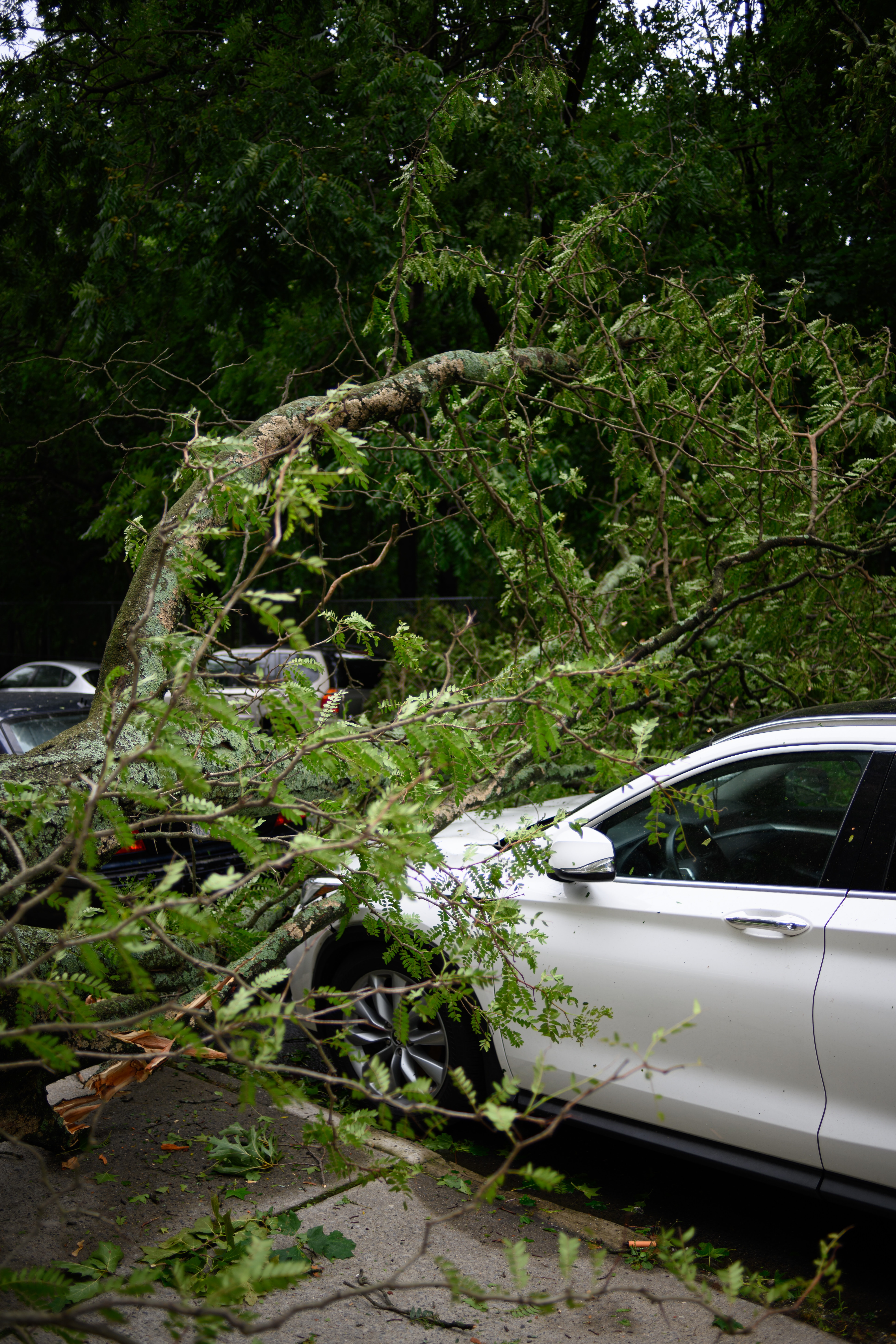 PRT Staffing It's Hurricane Season Is Your Business Ready Tree Fallen on Car